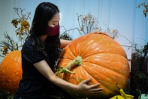 Người Hà Nội chi hàng chục triệu đồng sắm bí ngô khổng lồ chơi Halloween