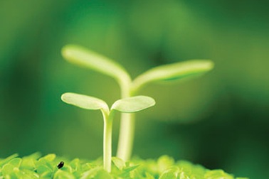 Mùa Xuân đi trồng người