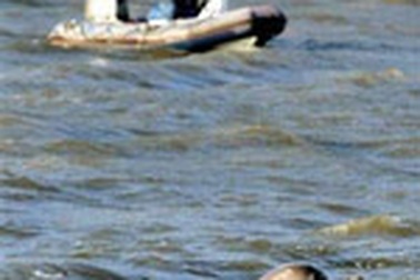 Cá voi lạc vào sông Thames