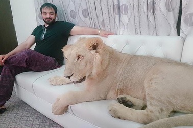 Cuộc sống sang chảnh của chú sư tử nằm phòng riêng lắp điều hòa, ăn sơn hào hải vị