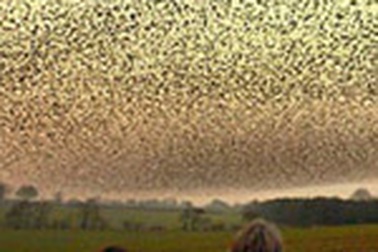 Chim “nhuộm đen” bầu trời