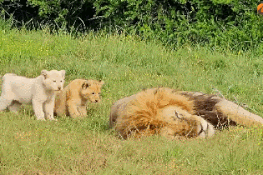 Sư tử con tinh nghịch phá vỡ giấc ngủ trưa của cha mình