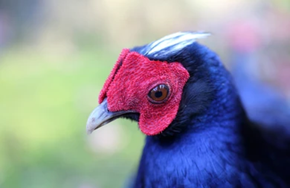 Hai loài gà lôi chỉ có tại Việt Nam, cực kỳ quý hiếm và sắp bị tuyệt chủng - 8 Hai loài gà lôi chỉ có tại Việt Nam, cực kỳ quý hiếm và sắp bị tuyệt chủng - 8