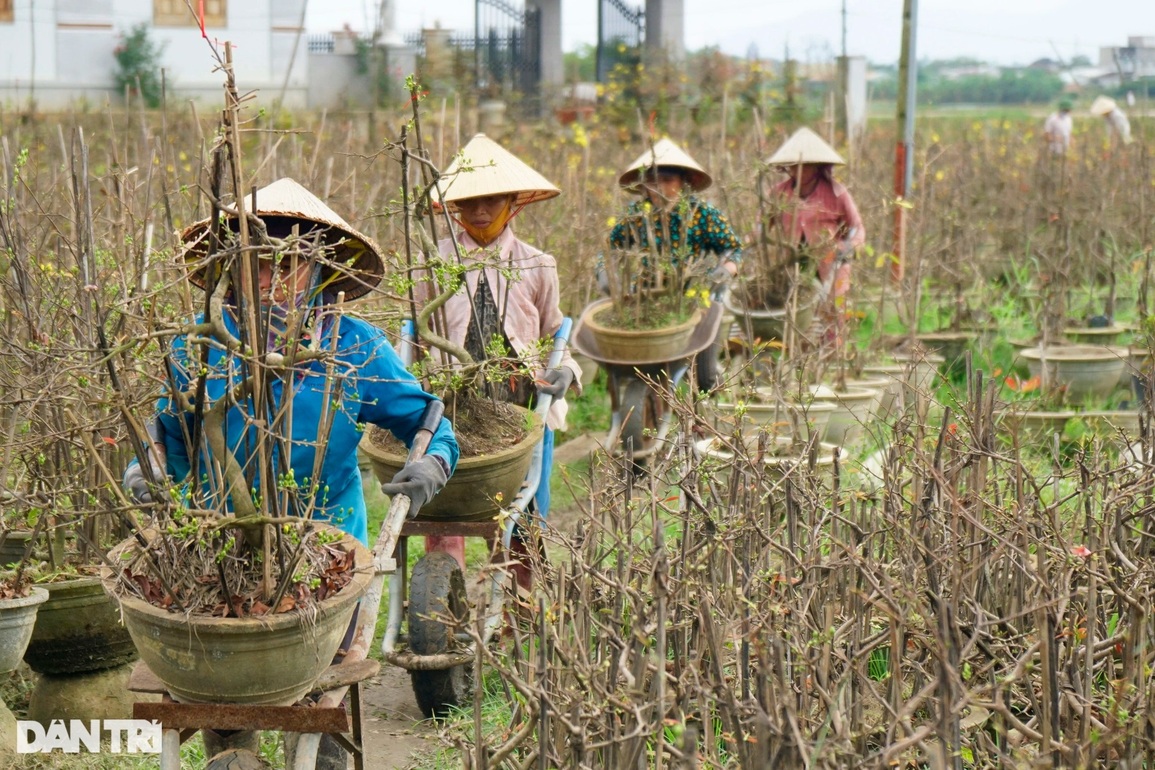 Nín thở, bặm môi khiêng chậu, chị em làng mai kiếm tiền triệu tiêu Tết - 4 Nín thở, bặm môi khiêng chậu, chị em làng mai kiếm tiền triệu tiêu Tết - 4
