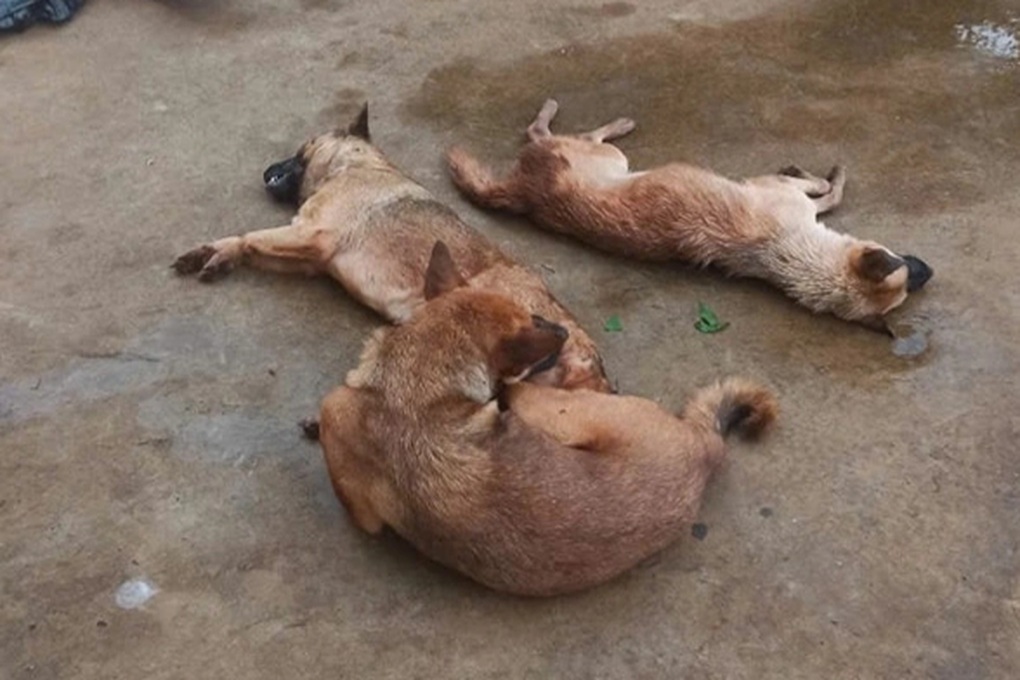Bắt giữ người đàn ông dùng chất cực độc để đi trộm chó - 1 Bắt giữ người đàn ông dùng chất cực độc để đi trộm chó - 1