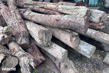 Phát hiện hàng chục cây rừng bị đốn hạ tại Đắk Lắk