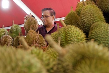 Tại sao sầu riêng lại có mùi khó ngửi?