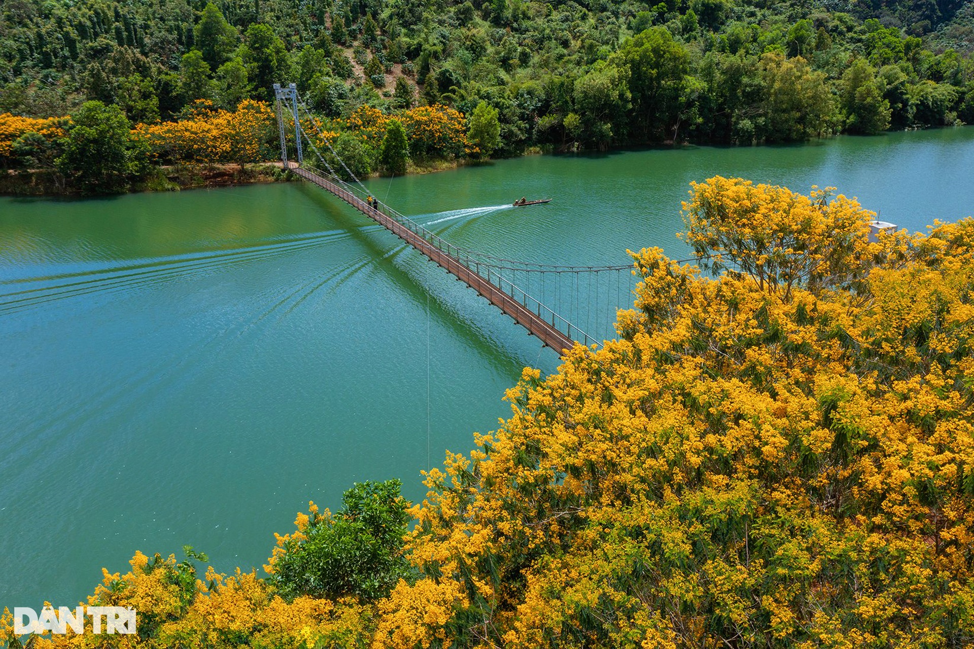 Yellow poinciana flowers bloom on both sides of the suspension bridge in Dak Nong - 2