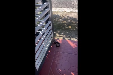 Một cá thể rắn hoa cỏ cổ đỏ xuất hiện tại khu dân cư ở thành phố Kon Tum