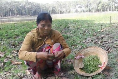 Ao Bà Om cạn trơ đáy, đất nứt nẻ vì hạn mặn khủng khiếp