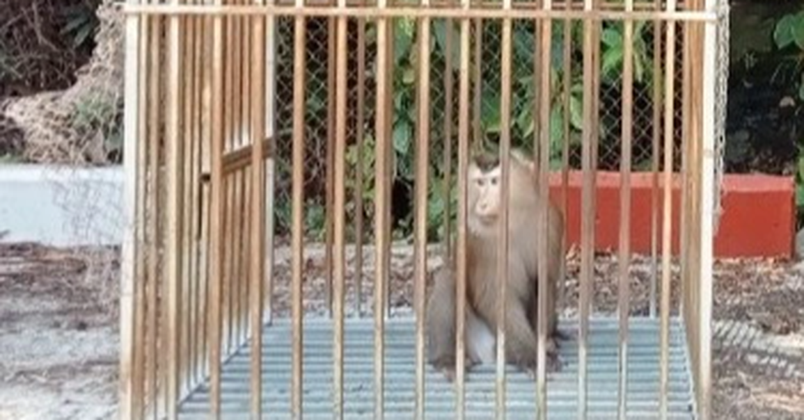 Khỉ đuôi lợn quý hiếm lạc vào nhà dân, được thả về rừng Bà Nà - 1 Khỉ đuôi lợn quý hiếm lạc vào nhà dân, được thả về rừng Bà Nà - 1