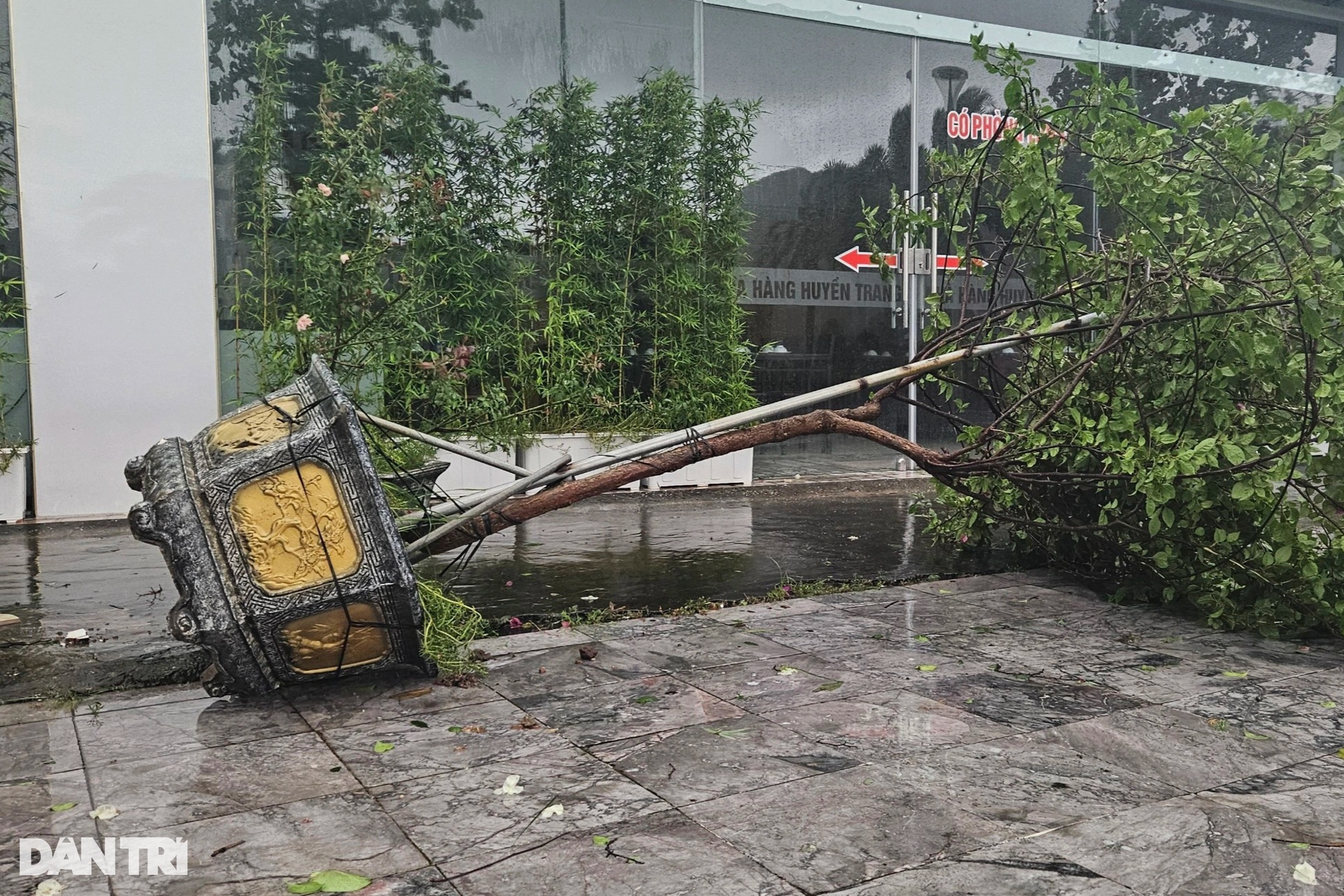 Bão quật đổ hàng loạt cây xanh ở Quảng Ninh - 3 Bão quật đổ hàng loạt cây xanh ở Quảng Ninh - 3