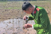 Phá "thiên la địa võng", bảo vệ đàn chim trời