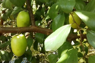 Thu nhập vài trăm triệu đồng nhờ táo hồng