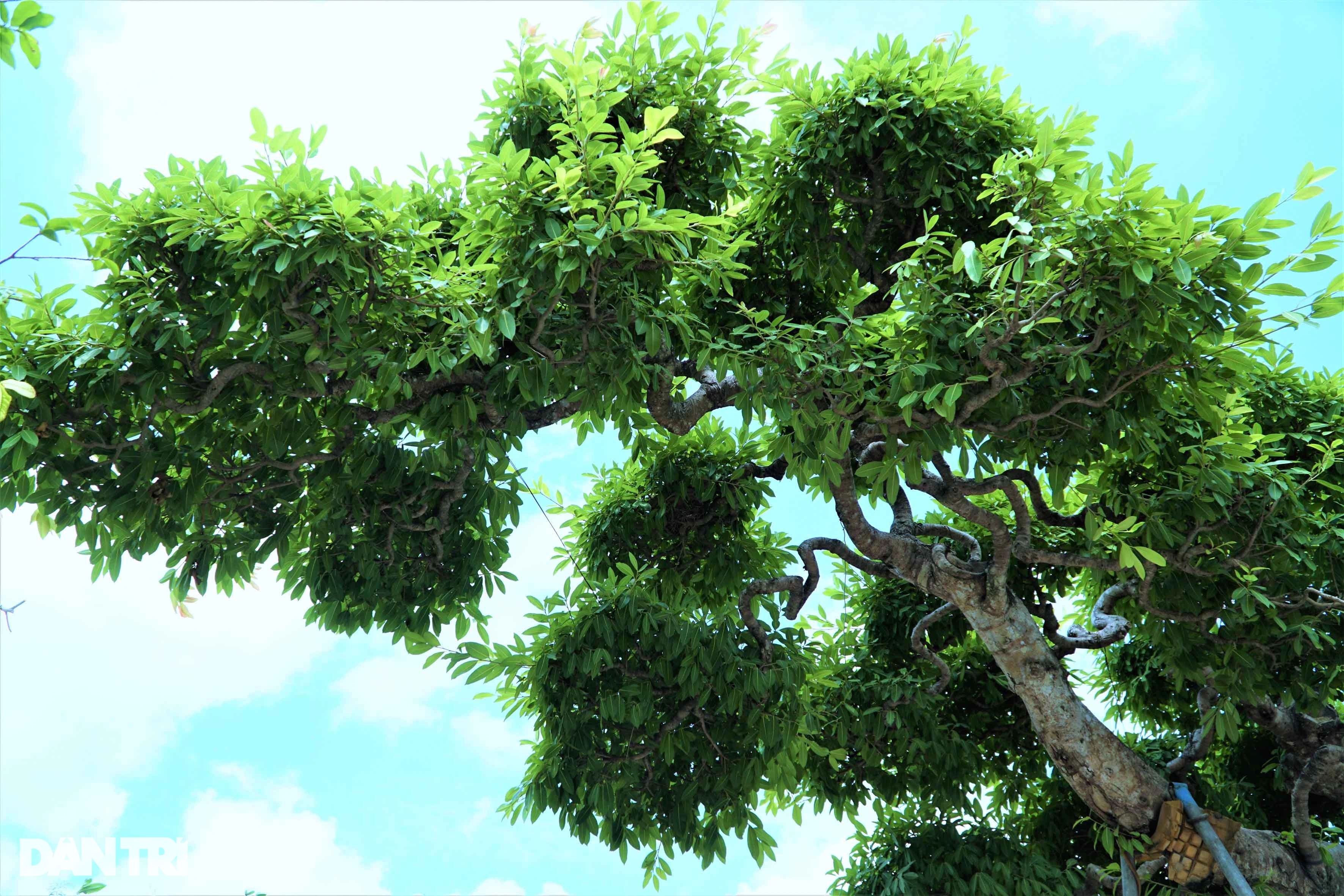 Chiêm ngưỡng cây sộp dáng rồng, lập kỷ lục châu Á. - 5