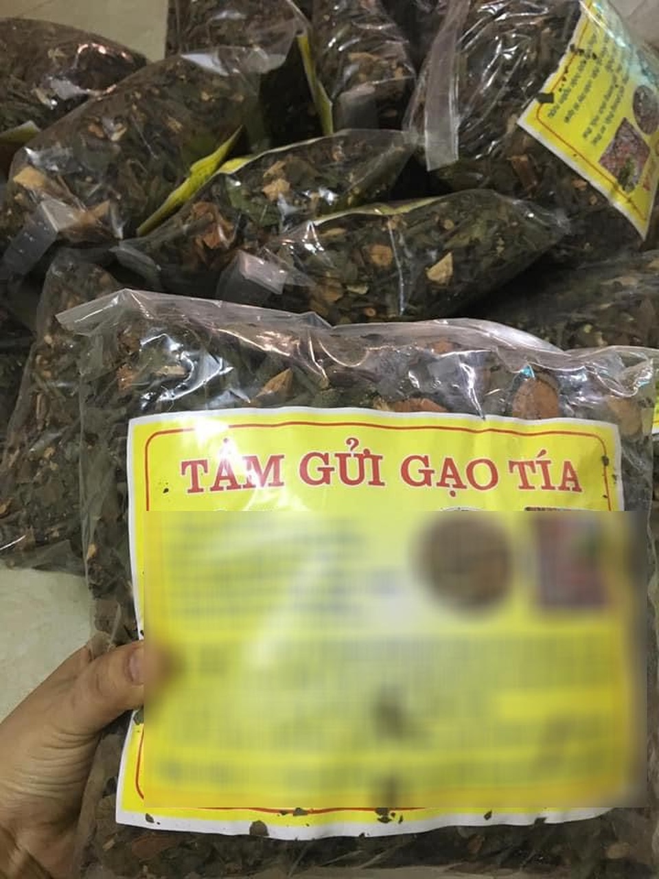 Choáng với loại tầm gửi quấn quanh thân cây được hét giá 1 triệu đồng/kg - 3 Choáng với loại tầm gửi quấn quanh thân cây được hét giá 1 triệu đồng/kg - 3