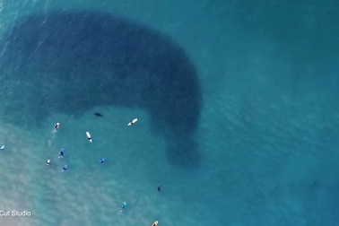 Khoảnh khắc kỳ diệu về đàn cá bị một con hải cẩu săn đuổi ở Sydney