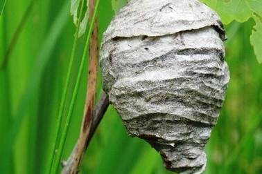 Tử vong sau khi “mây mưa” với tổ ong