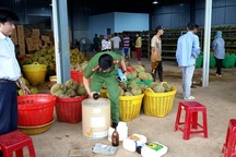 Hơn 18 tấn sầu riêng nghi ngâm tẩm hóa chất để làm chín