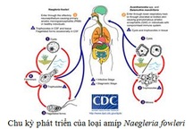 Amíp “ăn não” là loại ký sinh trùng gì?