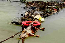 Xác lợn chết trôi, mắc trên kênh Đào ở Nghệ An