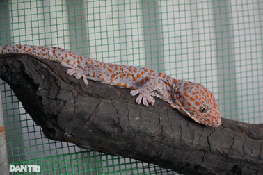 Mục sở thị trang trại nuôi tắc kè hoa “độc nhất” ở Hà Nội