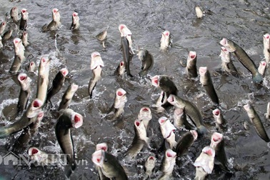 Anh nông dân Cần Thơ gọi cả vạn con cá lóc nhảy múa trên mặt nước