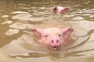 Lợn sống chới với "vượt lũ" giữa gần 6.000 con lợn chết