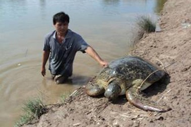 Bắt được con vích nặng hơn 55 kg 