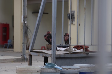 Hà Nội: Chi 18 tỷ đồng xây chợ để... thả gà!