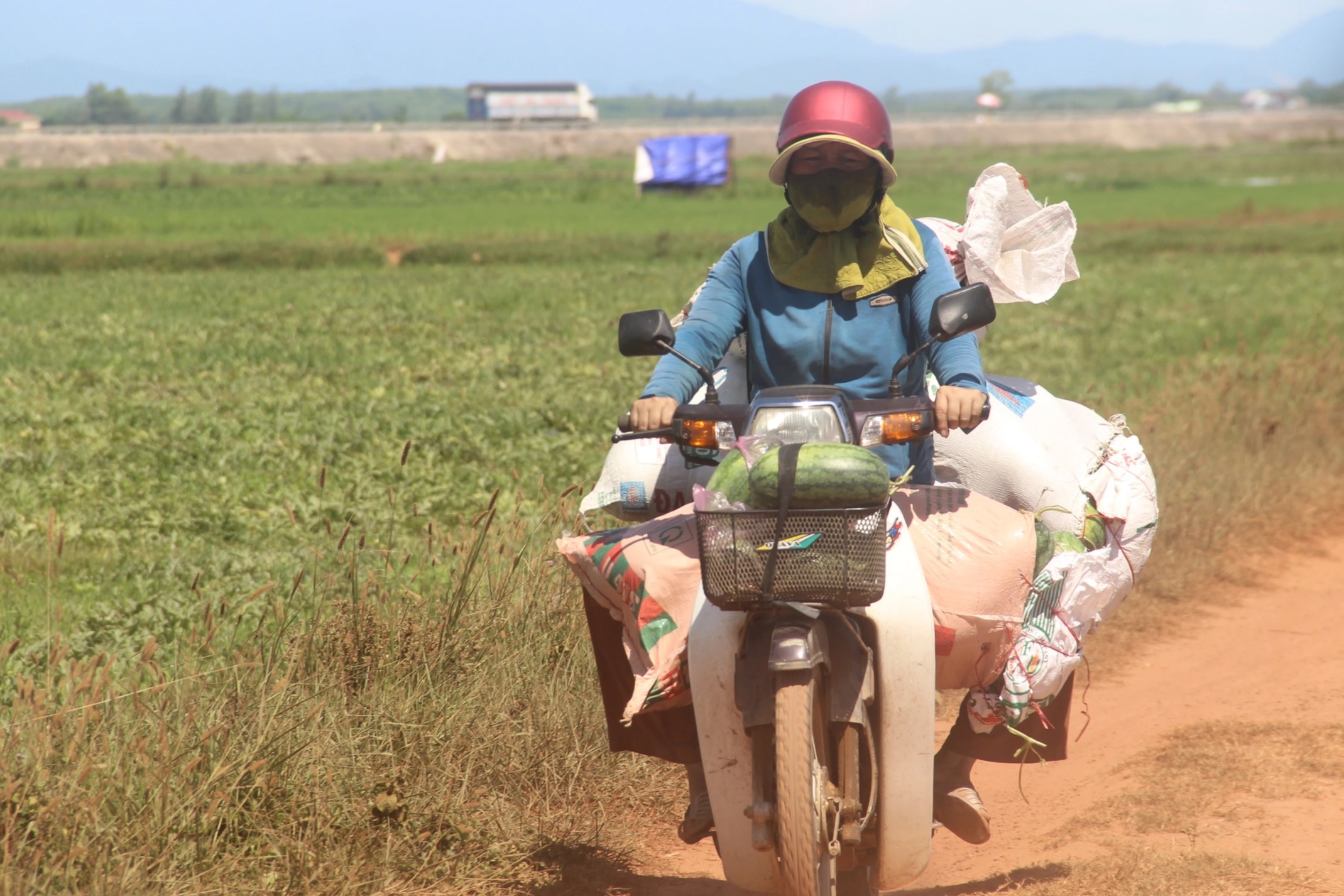 Thu nhập cao hơn cây lúa nhờ trồng dưa trái vụ - 10 Thu nhập cao hơn cây lúa nhờ trồng dưa trái vụ - 10