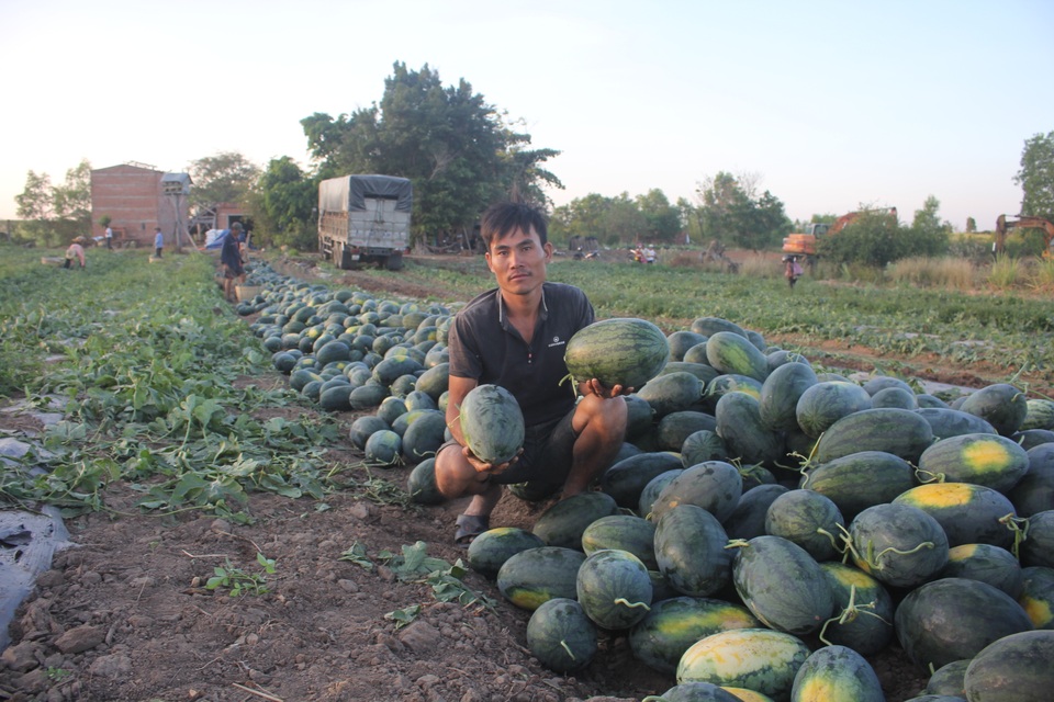 500 đồng/kg dưa hấu, nông dân khóc ròng bỏ mặc cả ruộng dưa - 1 500 đồng/kg dưa hấu, nông dân khóc ròng bỏ mặc cả ruộng dưa - 1