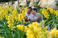 Làng sản xuất loại hoa có giá 500.000 đồng/cành thắng lợi vụ Tết