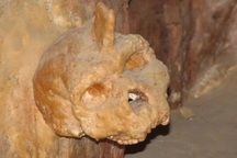 Hộp sọ có sừng: Mắt xích bí mật trong câu chuyện tiến hóa của loài người