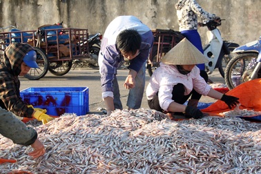 Trúng đậm cá cơm đầu xuân, ngư dân bỏ túi hàng chục tỷ đồng