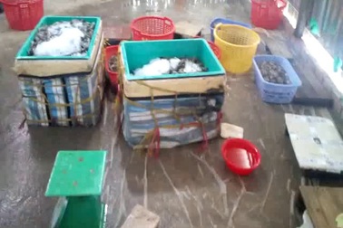 Bắt quả tang một điểm bơm tạp chất vào tôm năm 2017.