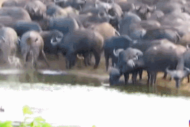 Hãi hùng cảnh đàn trâu rừng giày xéo sư tử khiến cát bụi tung trời