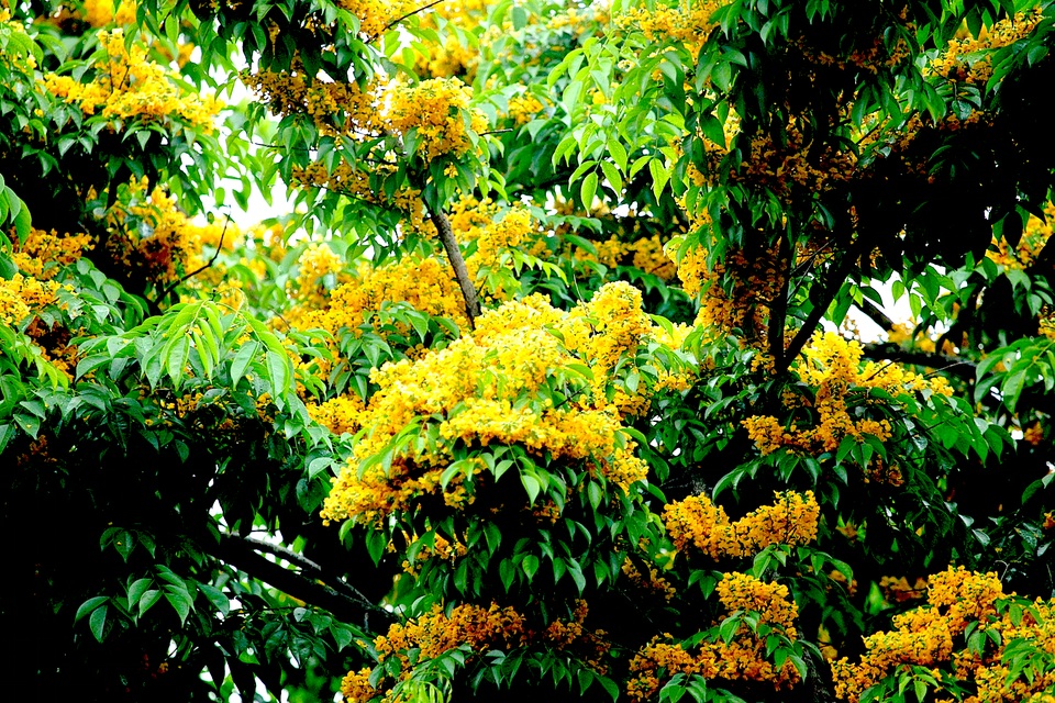 Mùa hoa Giáng Hương rực rỡ thành Vinh - 14 Mùa hoa Giáng Hương rực rỡ thành Vinh - 14