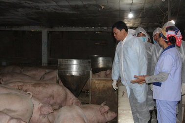 Găm hàng đẩy giá thịt lợn, Bộ trưởng cảnh báo "gậy ông đập lưng ông"