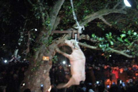 Sở Văn hóa Yên Bái nói gì trước clip treo cổ trâu ở lễ hội Đông Cuông?