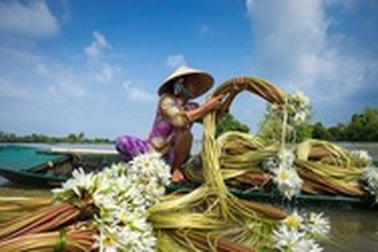 Mùa nước nổi - Mùa bông súng nở tại miền Tây