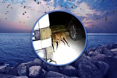 Cô gái say xỉn nhảy sông, chó cưng sủa liên tục ra hiệu cảnh sát giải cứu