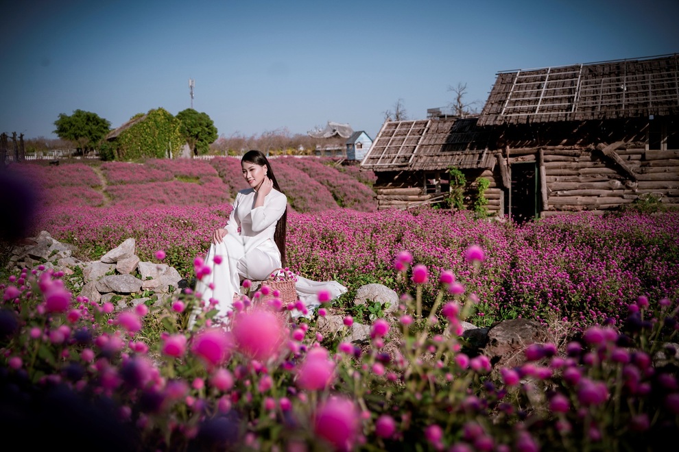 Ngắm tà áo dài khoe sắc trên cánh đồng hoa cúc bách nhật hồng tím độc đáo - 5