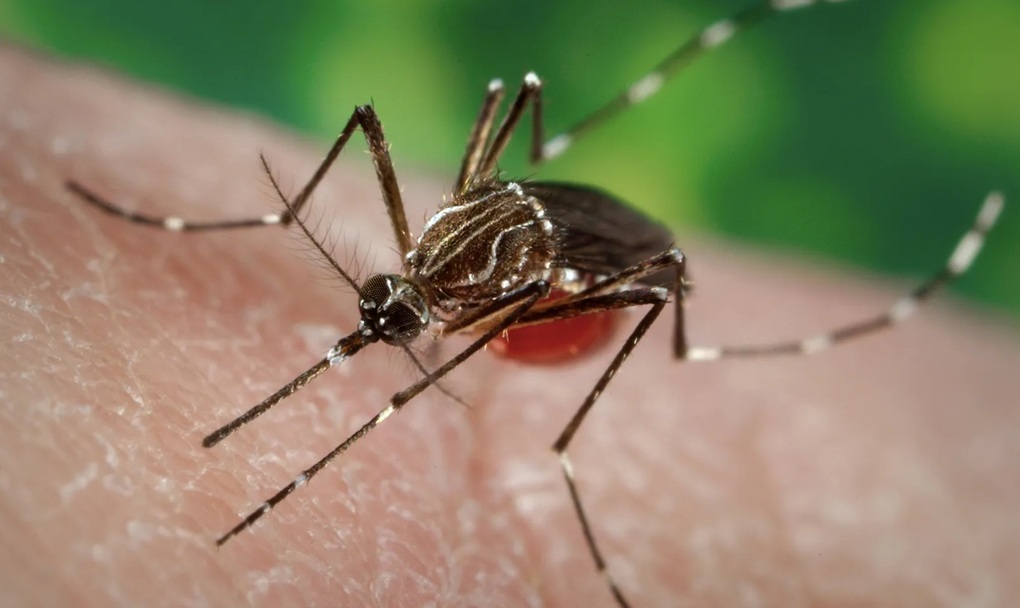 Việt Nam chưa ghi nhận ca mắc bệnh Chikungunya - 1 Việt Nam chưa ghi nhận ca mắc bệnh Chikungunya - 1