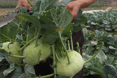 Xót lòng 10 củ su hào chỉ bằng... một cốc trà đá