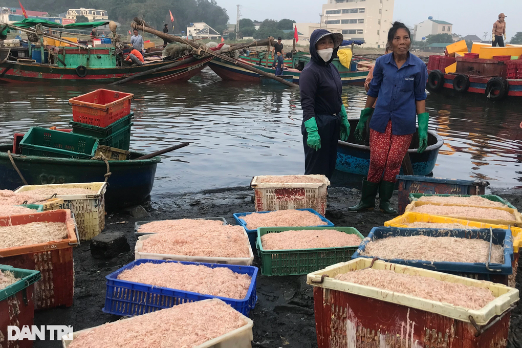 Đi một đêm, ngư dân Nghệ An thu về hàng chục triệu đồng - 8 Đi một đêm, ngư dân Nghệ An thu về hàng chục triệu đồng - 8