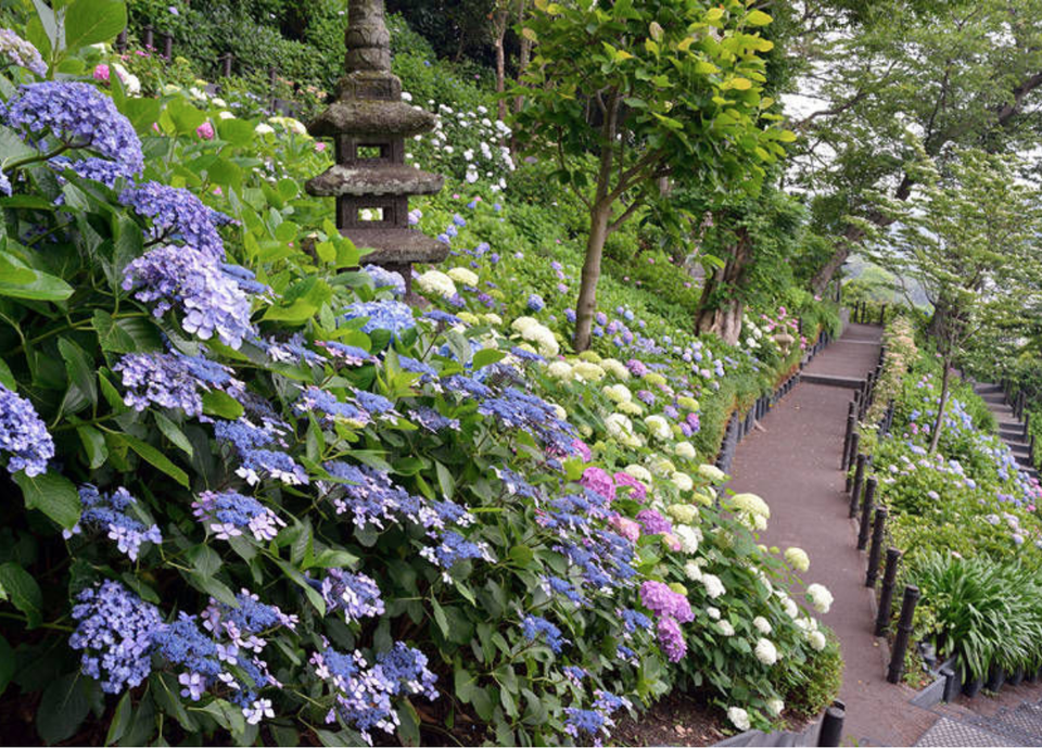Những vườn hoa cẩm tú cầu đẹp như tranh vẽ gần Thủ đô Tokyo - 1 Những vườn hoa cẩm tú cầu đẹp như tranh vẽ gần Thủ đô Tokyo - 1