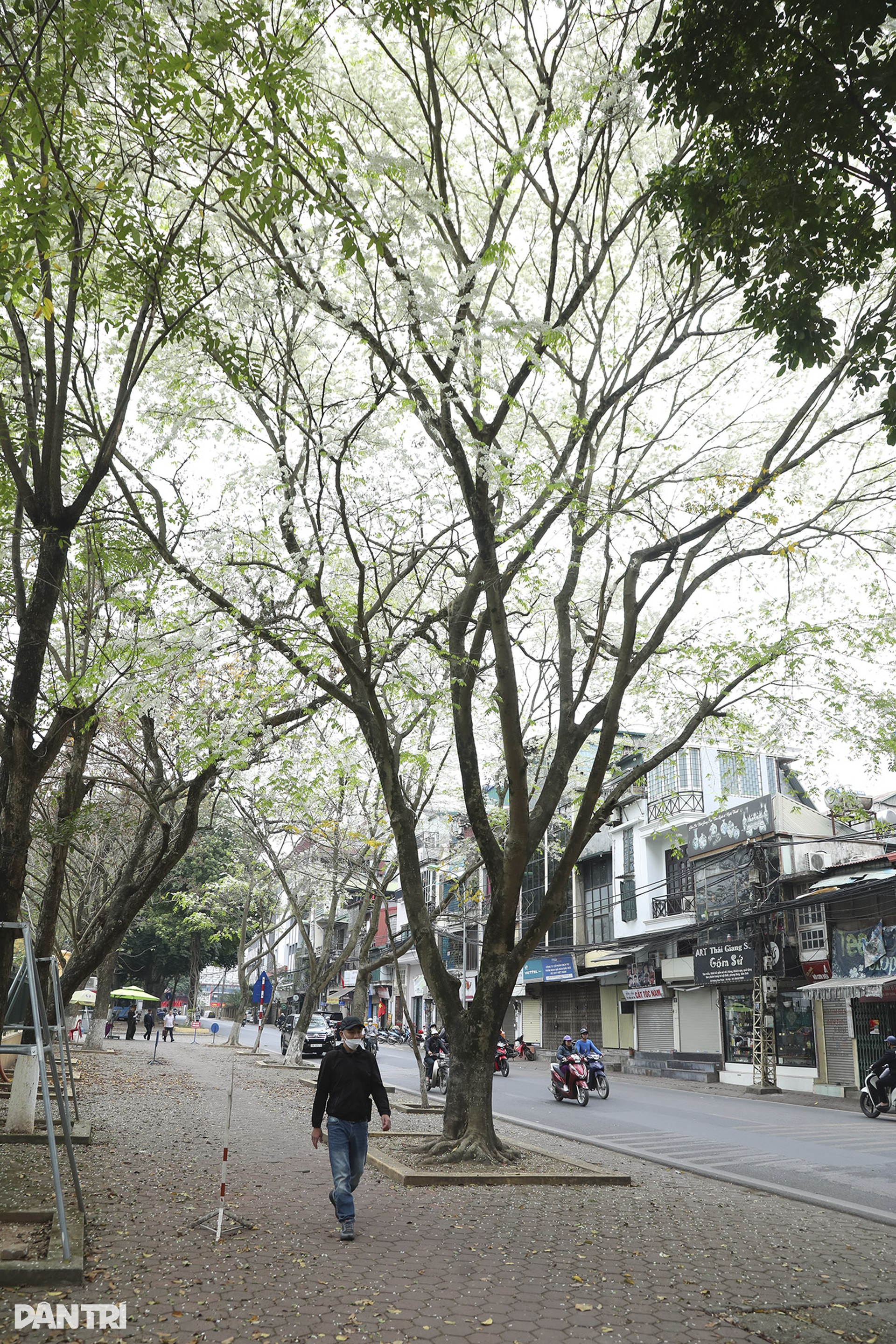 Hoa sưa nở trắng nhiều tuyến phố Hà Nội - 9 Hoa sưa nở trắng nhiều tuyến phố Hà Nội - 9