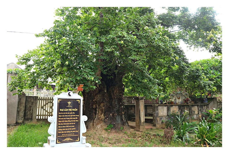 Những cổ thụ ngàn năm tuổi, tiền tấn không thể mua - 5