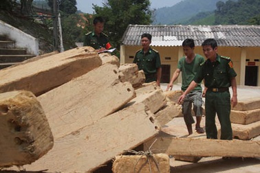 Chiến sĩ biên phòng bắt vụ vận chuyển gần 5m3 gỗ pơmu